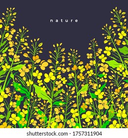Canola flower field. Vector border color background. Oilseed illustration. Art shape of green leaves, summer bud, seed. Farmland in bloom. Organic product