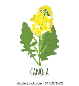 Canola flower in flat style isolated on white background. Vector illustration.