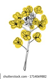 Canola flower isolated vector illustration. Colza mustard isolated hand drawn vector.