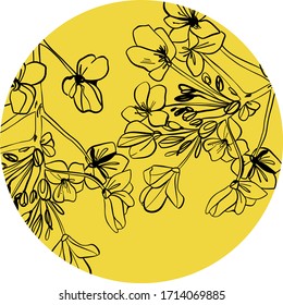 Canola flower isolated vector illustration. Colza mustard isolated hand drawn vector.