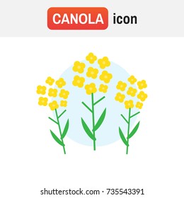 canola flower mustard. Canola flower vector illustration