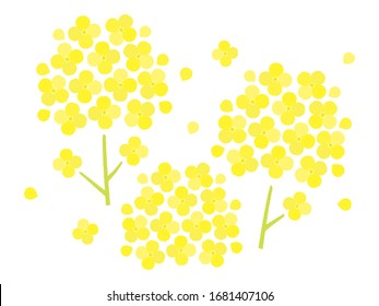 Canola flower pastel color vector illustration