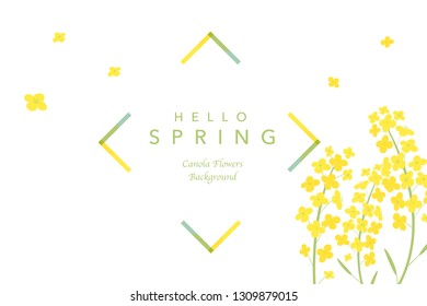 Canola flowers background illustration