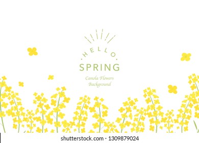 Canola flowers background illustration