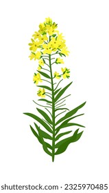 Canola flowers. Floral design. Rapeseed sprig. Rape plant with colza or mustard buds. Vector isolated illustration of yellow flowers.