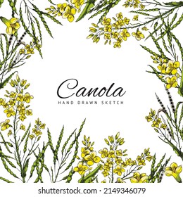 Canola flowers frame for text, vector illustration isolated on white background. Flowering canola plant, hand drawn sketch