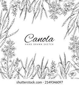 Canola flowers hand drawn sketch style background, vector illustration. Square banner backdrop with canola or rape oilseed plant monochrome hand drawing.