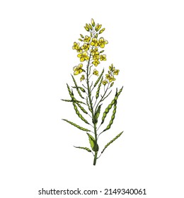 Canola flowers on a branch on a white background. Canola plant blooming with yellow flowers. Vector illustration with canola flower. Hand drawn sketch with rapeseed isolated on white background