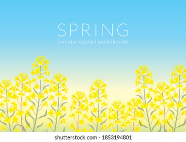 Canola flowers on sunny spring day, background illustration.