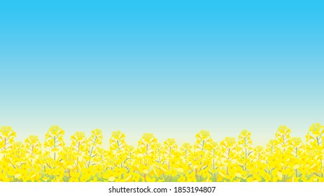 晴れた春の日にカノラの花 背景イラスト のベクター画像素材 ロイヤリティフリー Shutterstock