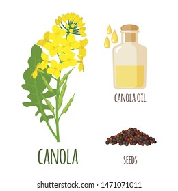 Canola Flowers with Pod, Seeds and oil in flat style isolated on white background. Protein Meal and Vegetable Oil. Vector illustration.