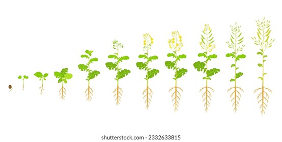 Ciclo de crecimiento de canola. Fases de desarrollo de la colza. Ilustración vectorial de plántulas.