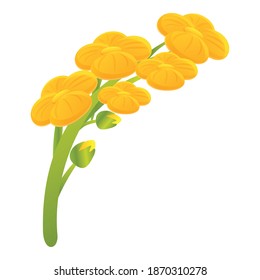 Canola icon. Cartoon of canola vector icon for web design isolated on white background