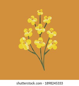 Canola on a white isolated background. Yellow hand-drawn bright flowers. Blooming design elements for postcards, banners. Beautiful buds in a flat style.