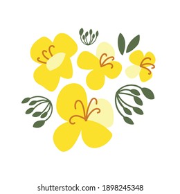 Canola on a white isolated background. Yellow hand-drawn bright flowers. Blooming design elements for postcards, banners. Beautiful buds in a flat style.