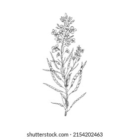 Branche de plante de canola avec fleurs et graisses de graines mûres, illustration vectorielle dessinée à la main isolée sur fond blanc. Herbe de colza ou de colza en ligne noire.