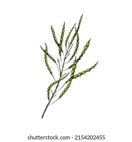 Branche de plante de canola avec des graisses de graines mûres, illustration vectorielle dessinée à la main isolée sur fond blanc. Producteur de colza ou de colza pour les emballages d'huile.