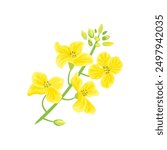 Canola plant isolated on white background. Vector cartoon flat illustration of yellow flower