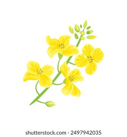 Canolapflanze einzeln auf weißem Hintergrund. Vektorcartoon, flache Illustration einer gelben Blume