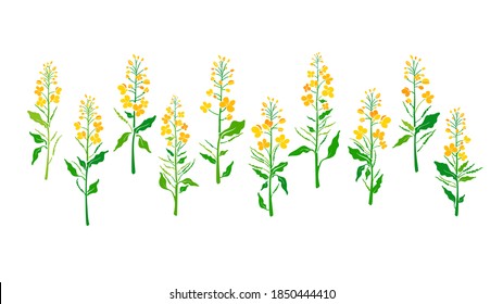 Canola plant set. Vector green leaves, bud, seed, yellow flower. Rapeseed oil. Fresh organic collection. Harvest field. Botanical shape isolated on white background