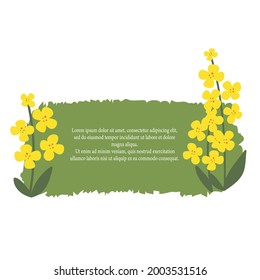 Canola colza. Flor amarilla dibujada a mano sobre un fondo blanco aislado. Elemento botánico decorativo con espacio para texto. Plantas de ilustración vectorial. Plantilla para postales, banners.