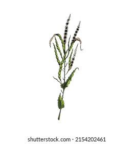 Canola seed pods on branch, hand drawn sketch style vector illustration isolated on white background. Canola or rape botanical drawing for oil packaging design.