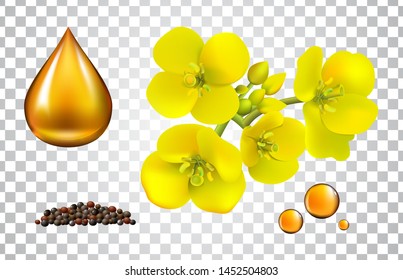 Canola seeds and flowers isolated set, Rape oil. Brassica napus. Seamless vector pattern. Isolated vector illustration on white background.