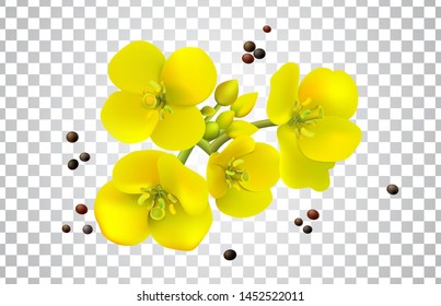 Canola seeds and flowers realistic set, Rape oil. Brassica napus. Seamless vector pattern. Isolated vector illustration on white background.
