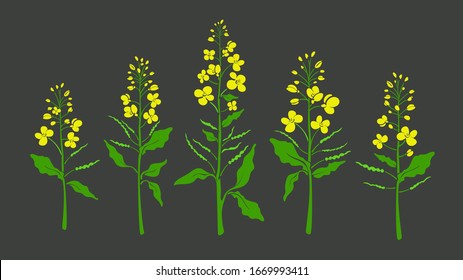 Canola Set, Mustard Plant. Vector Color Shape, Green Leaf, Bud, Seed, Yellow Flower. Rapeseed Oil. Healthy Organic Plantation. Harvest Field. Botanical Collection Isolated On Black Background. 