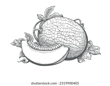 Cantaloupe engraving. Melon vintage vector drawing isolated on white background, whole and slice fresh sweet cantaloupes melones plant hand drawn sketch