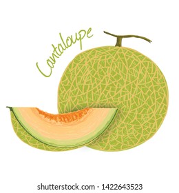 Cantaloupe, fruit doodle drawings vector illustration.