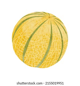 Cantaloupe melon Design elements. watercolour style vector illustration.