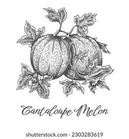 Cantaloupe melon engraving. Rockmelon with rich foliage vintage drawing on white, fresh cantaloupes melons sketch art vector illustration