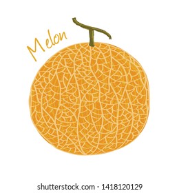 Cantaloupe melon, fruit doodle drawings vector illustration.