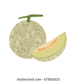 Cantaloupe melon fruit Isolated on white background vector illustration