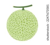 Cantaloupe melon, fruit vector illustration 10