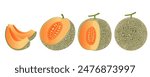 Cantaloupe melon, fruit vector illustration 10