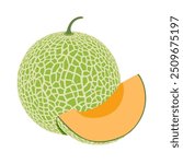 Cantaloupe melon, fruit vector illustration 10