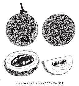 Cantaloupe melon, fruit vector illustration