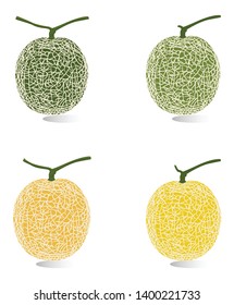 Cantaloupe melon, fruit vector illustration
