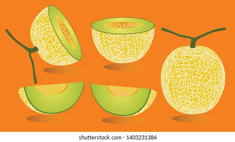 Cantaloupe melon, fruit vector illustration