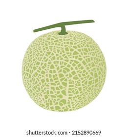 Cantaloupe melon, fruit vector illustration 10