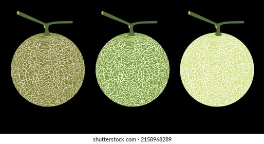 Cantaloupe melon, fruit vector illustration 10