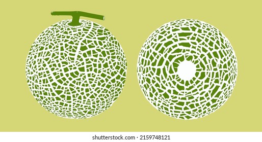 Cantaloupe melon, fruit vector illustration 10