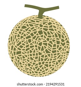 Cantaloupe melon, fruit vector illustration 10