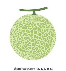 Cantaloupe melon, fruit vector illustration 10