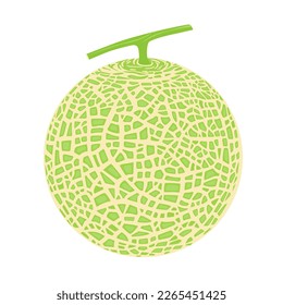 Cantaloupe melon, fruit vector illustration 10