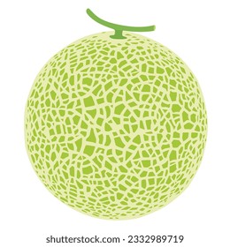 Melón cantaloupe, ilustración del vector de la fruta 10