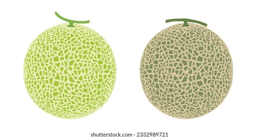 Cantaloupe melon, fruit vector illustration 10