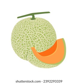 Cantaloupe melon, fruit vector illustration 10